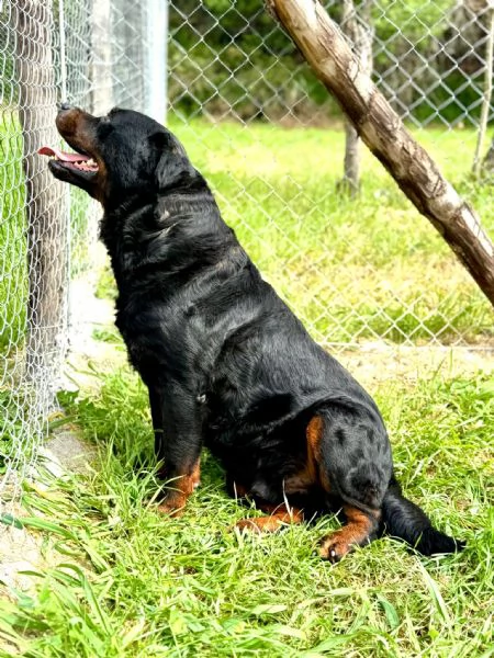 Testone, gigante buono in canile senza speranza di uscire  | Foto 3