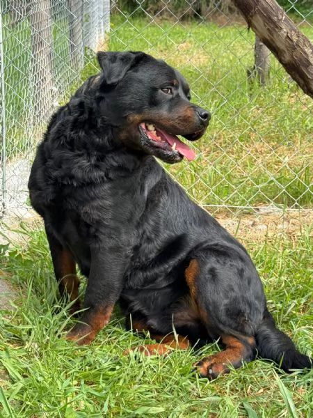 Testone, gigante buono in canile senza speranza di uscire  | Foto 2