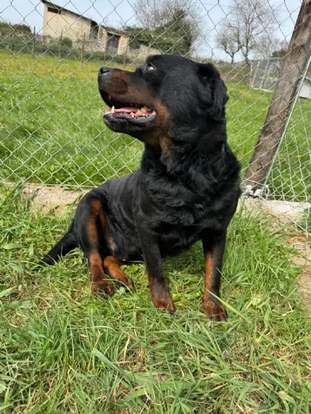 Testone, gigante buono in canile senza speranza di uscire 
