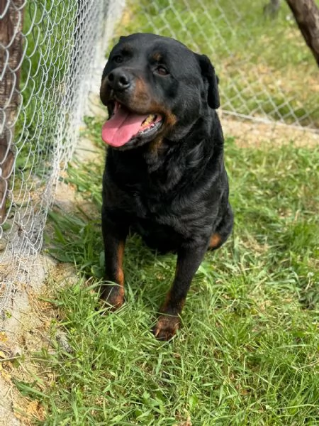 Testone, gigante buono in canile senza speranza di uscire  | Foto 1