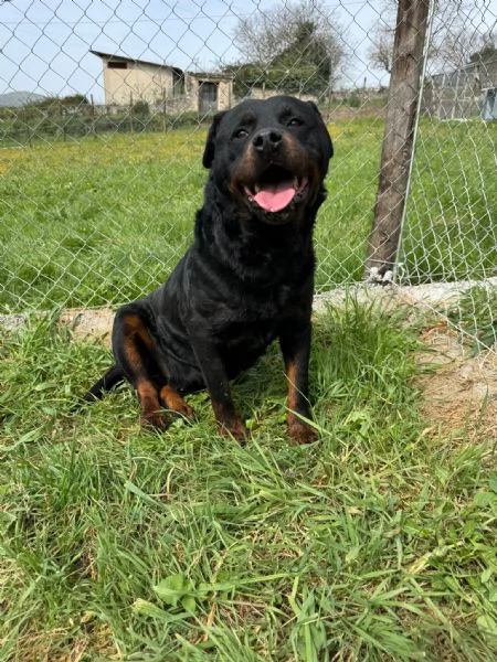 Testone, gigante buono in canile senza speranza di uscire  | Foto 0