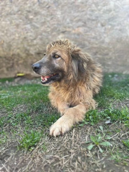 Rony è trasparente, mai 1 chiamata  | Foto 5