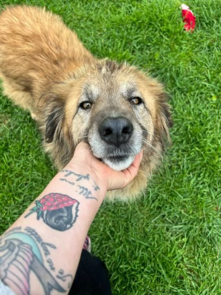 Rony è trasparente, mai 1 chiamata  | Foto 4