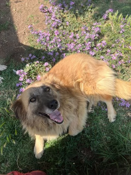 Rony è trasparente, mai 1 chiamata  | Foto 1