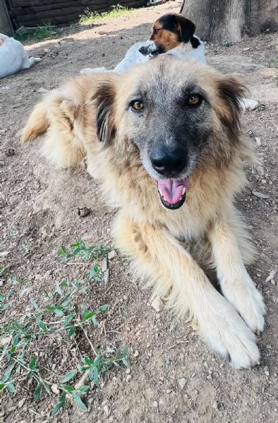 Rony è trasparente, mai 1 chiamata  | Foto 0