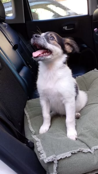 PEGGY con il suo musino da furbetta  | Foto 2