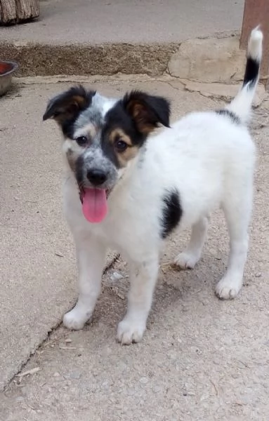 PEGGY con il suo musino da furbetta 