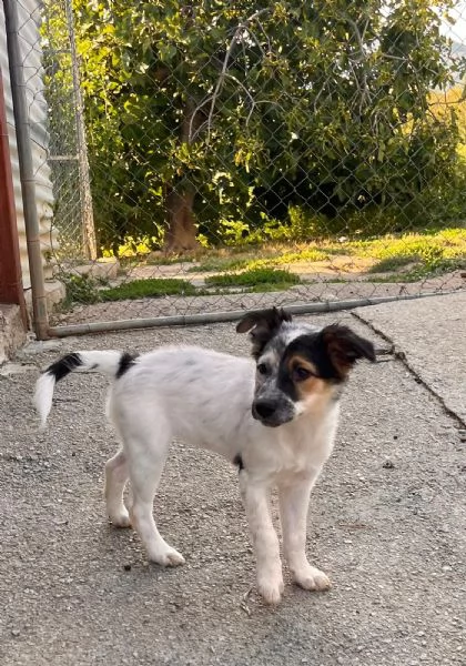 PEGGY con il suo musino da furbetta  | Foto 1