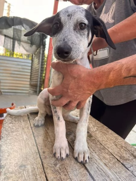 Pippi cucciola dalle super orecchie 