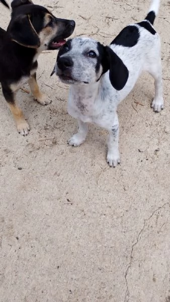 Pippi cucciola dalle super orecchie  | Foto 3