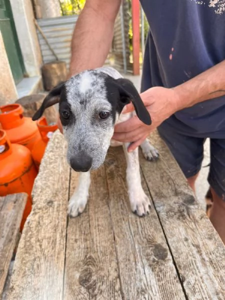 Pippi cucciola dalle super orecchie  | Foto 2