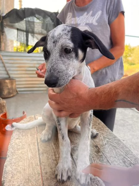 Pippi cucciola dalle super orecchie  | Foto 0