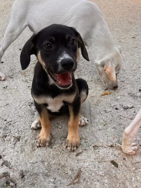 Celeste cucciola pronta per andare a casa  | Foto 2