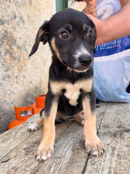 Celeste cucciola pronta per andare a casa  | Foto 0