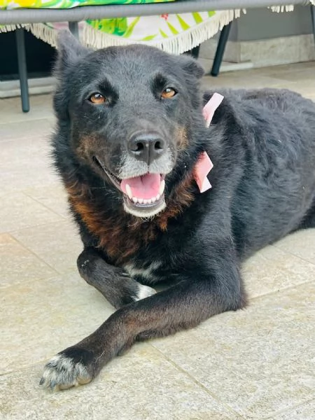 Era cagnolina adorabile  | Foto 5