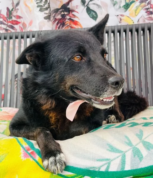 Era cagnolina adorabile  | Foto 4