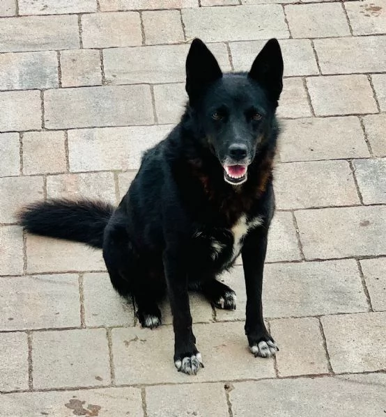 Era cagnolina adorabile  | Foto 2