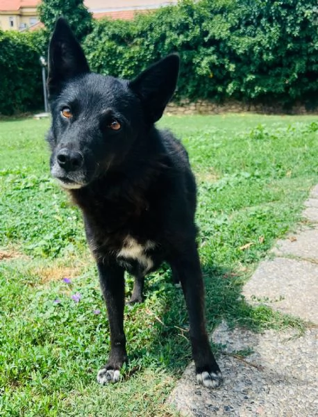 Era cagnolina adorabile  | Foto 1