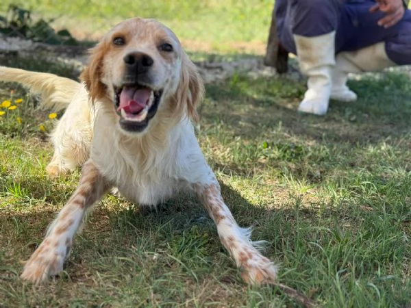 Spritz, cucciolone scarto di un cacciatore  | Foto 1