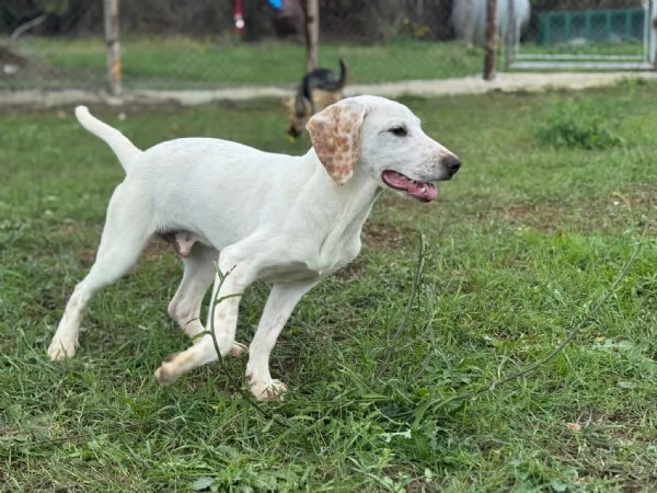 Spottydotty con le sue super orecchie  | Foto 2