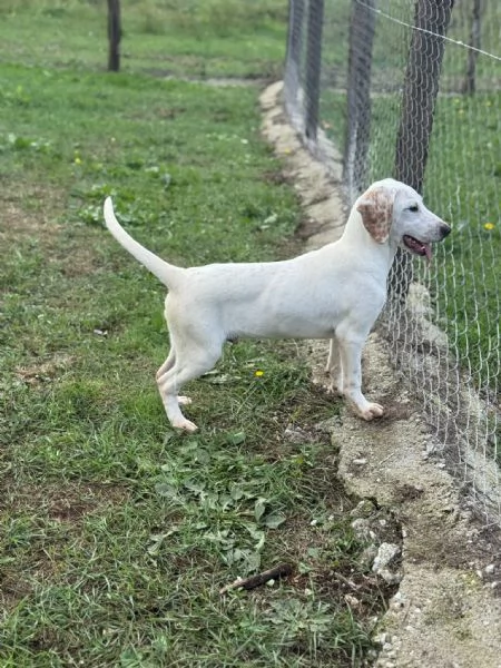 Spottydotty con le sue super orecchie 