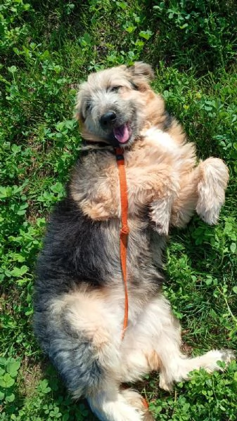 Maya cucciolona socievole e coccolona  | Foto 3