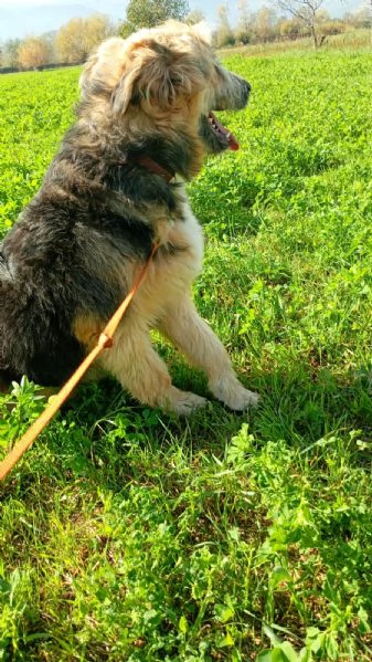 Maya cucciolona socievole e coccolona  | Foto 0