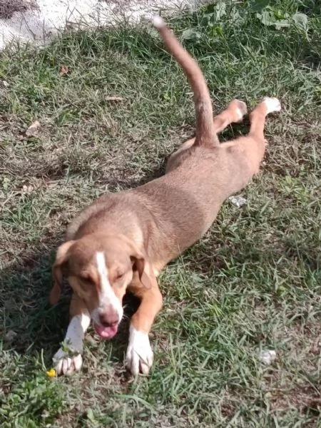 Pangolino merita una famiglia  | Foto 6