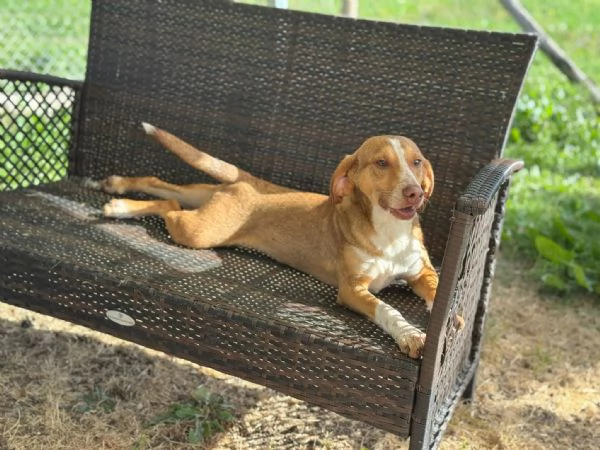 Pangolino merita una famiglia  | Foto 3