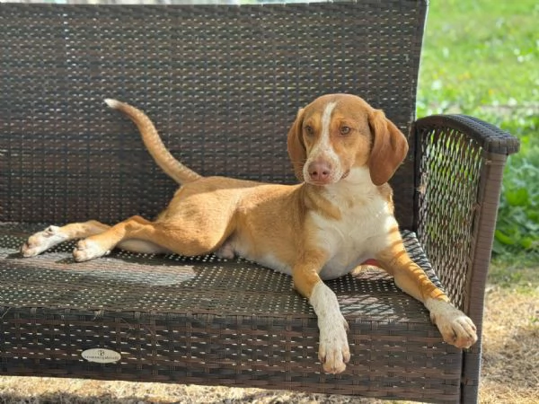 Pangolino merita una famiglia 