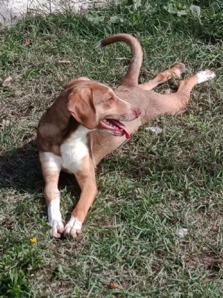 Pangolino merita una famiglia  | Foto 1