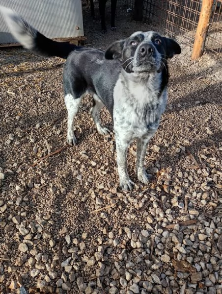 Jenny cucciolo di 10 mesi  | Foto 3