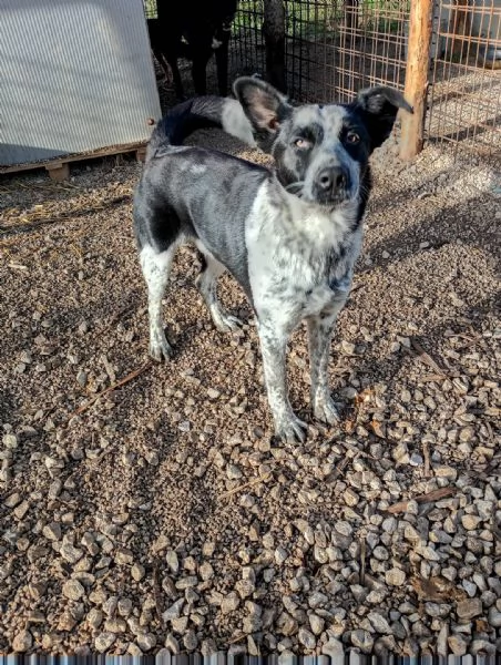 Jenny cucciolo di 10 mesi  | Foto 2