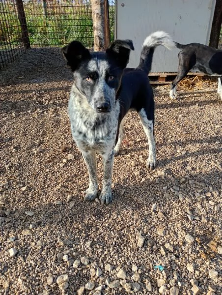 Jenny cucciolo di 10 mesi 