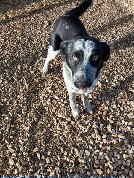 Jenny cucciolo di 10 mesi  | Foto 0