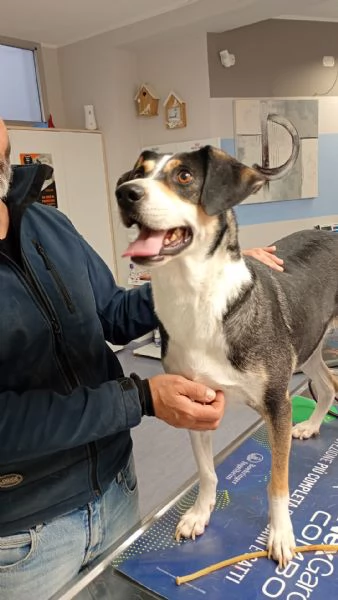 Maggie cagnolona fantastica che parla con gli occhi  | Foto 1