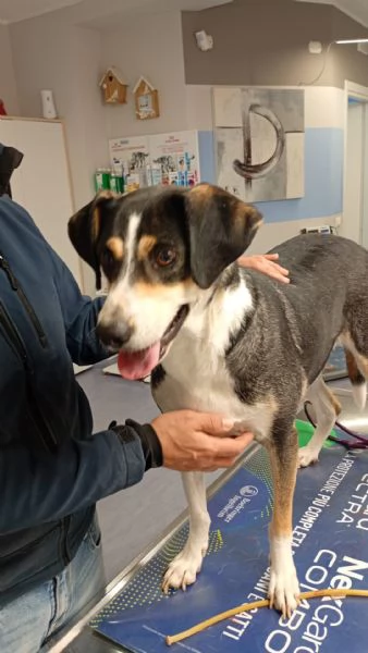 Maggie cagnolona fantastica che parla con gli occhi  | Foto 0