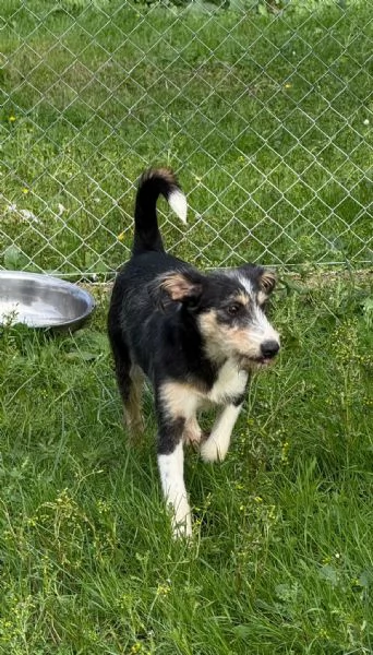 Pipistrello simpatico cucciolo mi segugio  | Foto 6