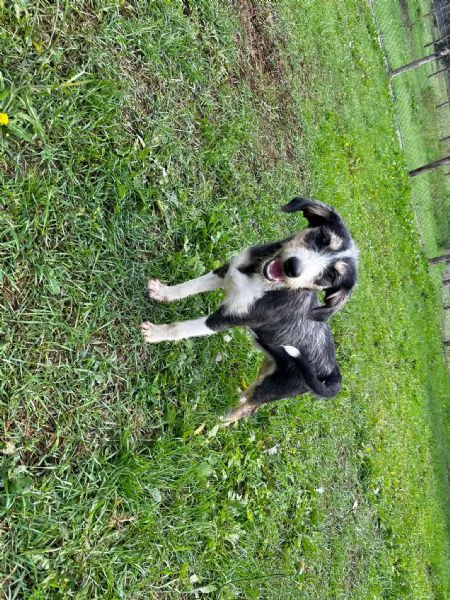 Pipistrello simpatico cucciolo mi segugio  | Foto 0