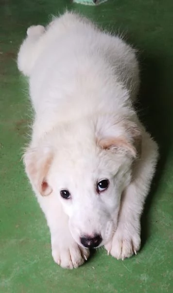 Ariel cucciola candida come la neve  | Foto 5