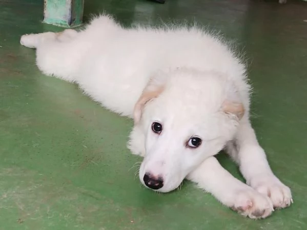 Ariel cucciola candida come la neve  | Foto 4