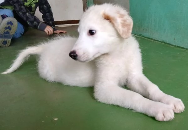 Ariel cucciola candida come la neve  | Foto 3