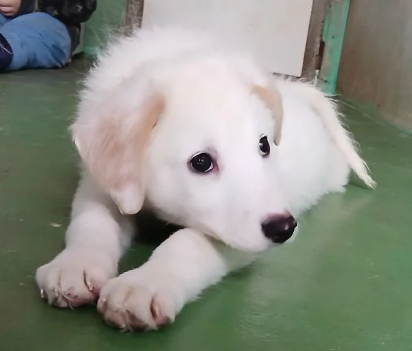 Ariel cucciola candida come la neve 