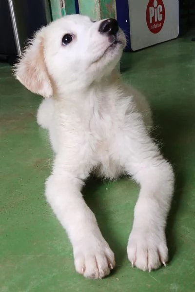 Ariel cucciola candida come la neve  | Foto 1