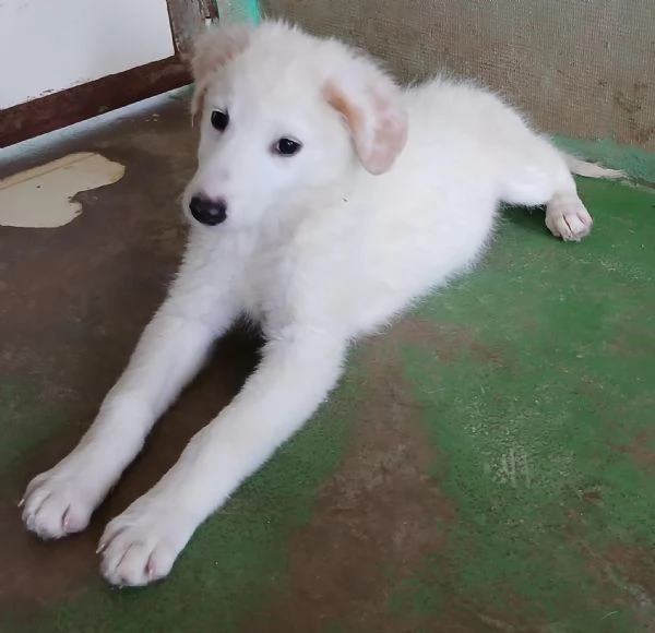 Ariel cucciola candida come la neve  | Foto 0