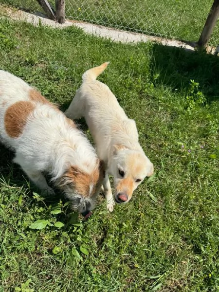 Baffo nanerottolo da sempre in canile  | Foto 4