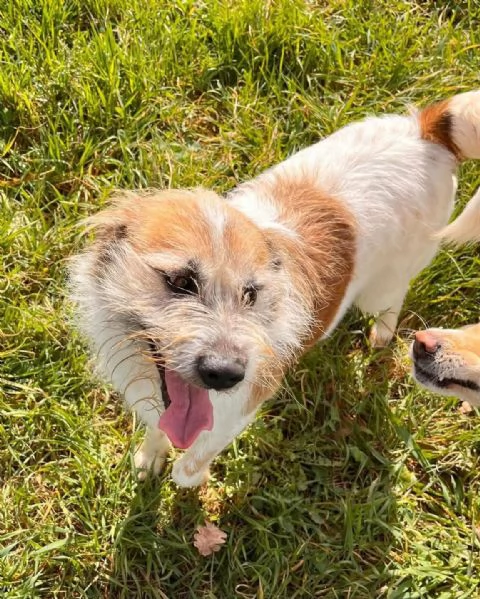 Baffo nanerottolo da sempre in canile  | Foto 1