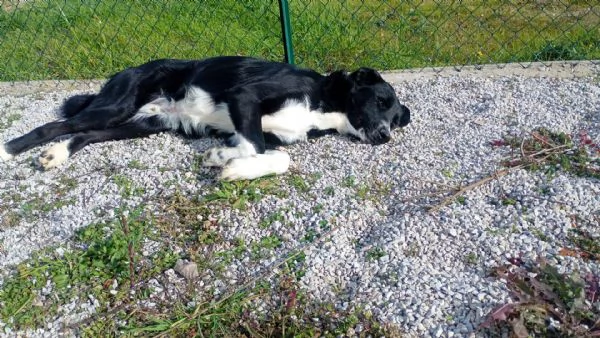 Pako, andate oltre alla sua taglia,&egrave; dolcissimo  | Foto 5