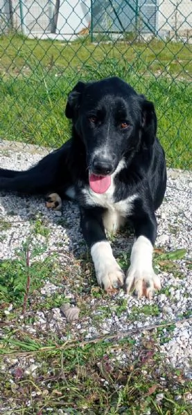 Pako, andate oltre alla sua taglia,&egrave; dolcissimo  | Foto 4