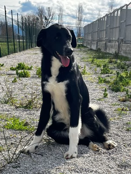 Pako, andate oltre alla sua taglia,&egrave; dolcissimo 